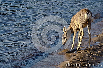 Deer Taking a Drink at the Waterâ€™s Edge Stock Photo